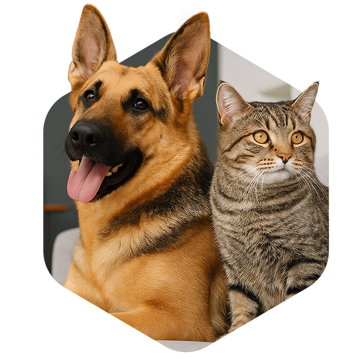 Veterinária em Florianópolis - Antes e Depois